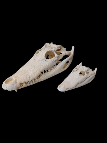 Printed realistic replica - realistic,
