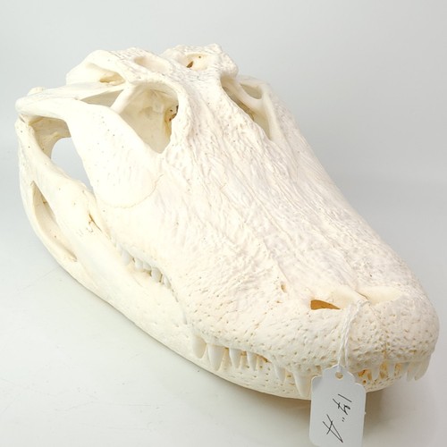 Real gator skull - real, 17”