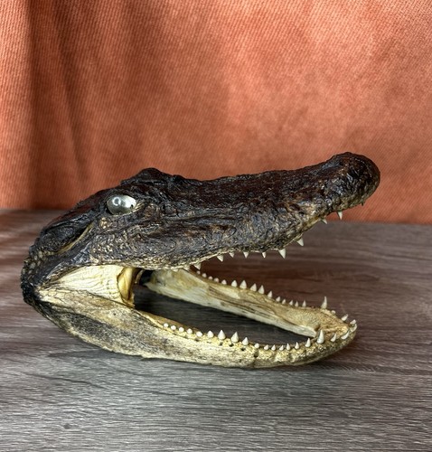 Real alligator head - real, taxidermy
