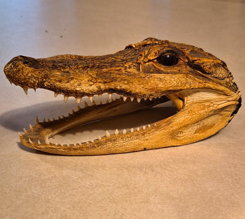 Real alligator reptile - reptile, skull