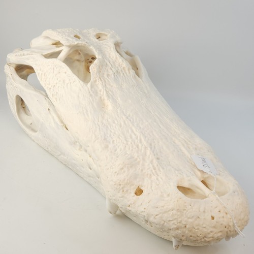 Real gator skull - 21",