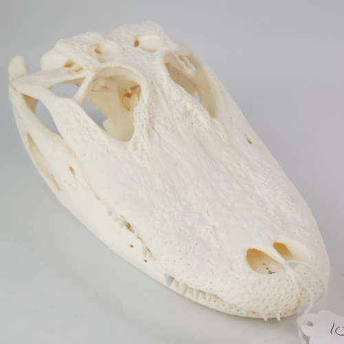 Real gator skull - real,